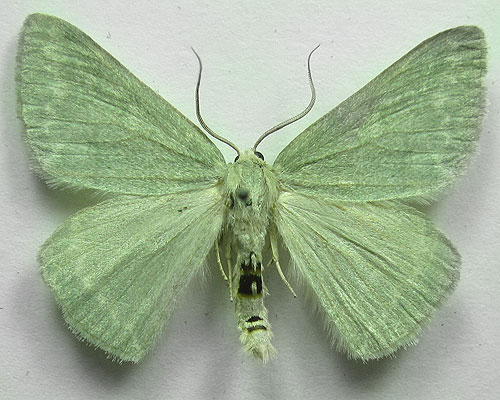 Pseudoterpna pruinata (Hufnagel, 1767) Pseudoterpna pruinata (Hufnagel, 1767)