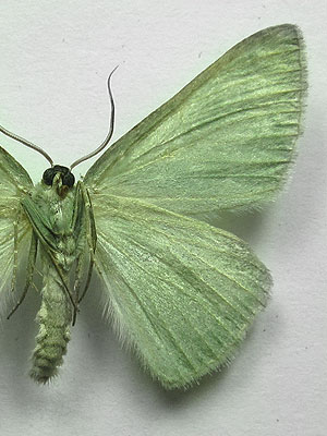 Pseudoterpna pruinata (Hufnagel, 1767) Pseudoterpna pruinata (Hufnagel, 1767)