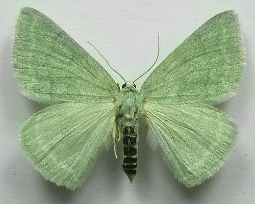 Pseudoterpna pruinata (Hufnagel, 1767) Pseudoterpna pruinata (Hufnagel, 1767)