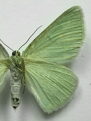 Pseudoterpna pruinata (Hufnagel, 1767) Pseudoterpna pruinata (Hufnagel, 1767)