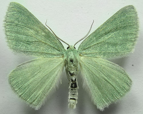 Pseudoterpna pruinata (Hufnagel, 1767) Pseudoterpna pruinata (Hufnagel, 1767)