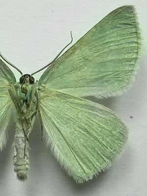 Pseudoterpna pruinata (Hufnagel, 1767) Pseudoterpna pruinata (Hufnagel, 1767)