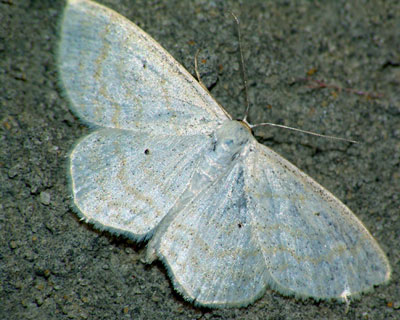 Scopula immutata (Linnaeus, 1758) 