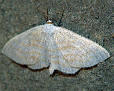 Scopula immutata (Linnaeus, 1758) 
