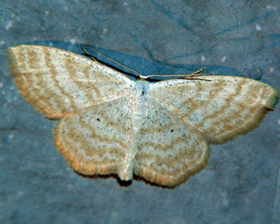 Scopula immutata (Linnaeus, 1758) 