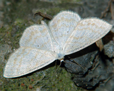 Scopula immutata (Linnaeus, 1758) 