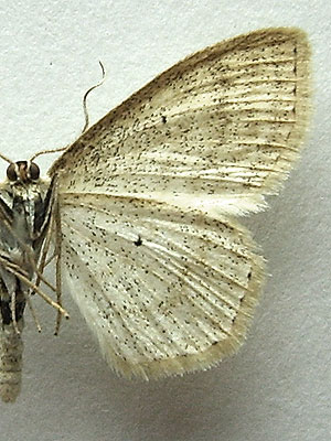 Scopula immutata (Linnaeus, 1758) 