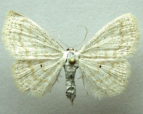 Scopula immutata (Linnaeus, 1758) 