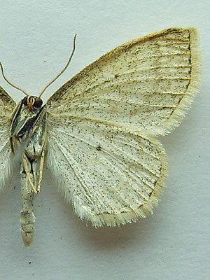 Scopula immutata (Linnaeus, 1758) 