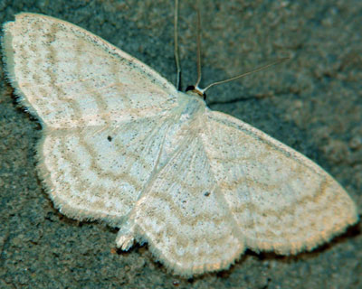 Scopula immutata (Linnaeus, 1758) 