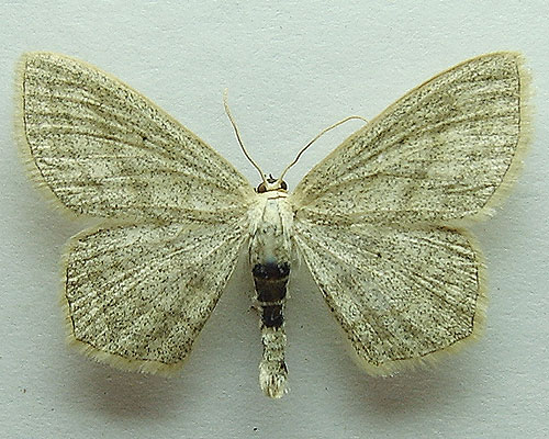 Scopula nigropunctata (Hufnagel, 1767) Scopula nigropunctata (Hufnagel, 1767)