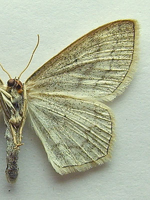 Scopula nigropunctata (Hufnagel, 1767) Scopula nigropunctata (Hufnagel, 1767)