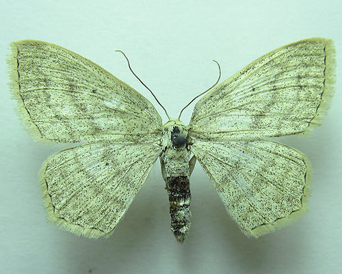Scopula nigropunctata (Hufnagel, 1767) Scopula nigropunctata (Hufnagel, 1767)