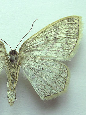 Scopula nigropunctata (Hufnagel, 1767) Scopula nigropunctata (Hufnagel, 1767)