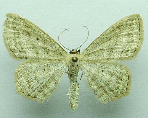 Scopula nigropunctata (Hufnagel, 1767) Scopula nigropunctata (Hufnagel, 1767)