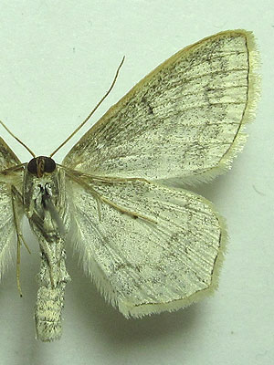 Scopula nigropunctata (Hufnagel, 1767) Scopula nigropunctata (Hufnagel, 1767)