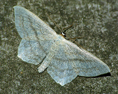 Scopula nigropunctata (Hufnagel, 1767) Scopula nigropunctata (Hufnagel, 1767)