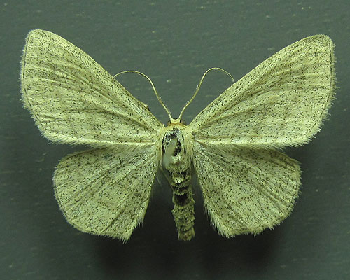 Scopula virgulata (Denis & Schiffermuller, 1775) 