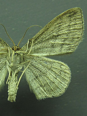Scopula virgulata (Denis & Schiffermuller, 1775) 