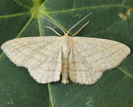 Scopula virgulata (Denis & Schiffermuller, 1775) 