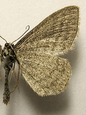 Scopula virgulata (Denis & Schiffermuller, 1775) 
