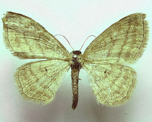 Scopula virgulata (Denis & Schiffermuller, 1775) 