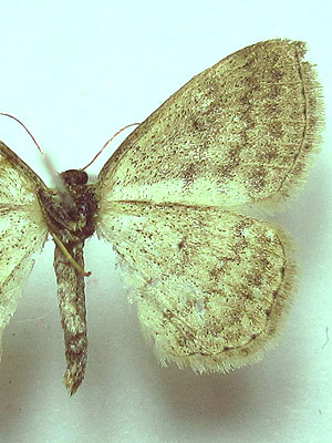 Scopula virgulata (Denis & Schiffermuller, 1775) 
