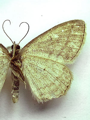 Scopula virgulata (Denis & Schiffermuller, 1775) 