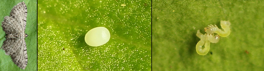 Anticollix sparsata (Treitschke, 1828)