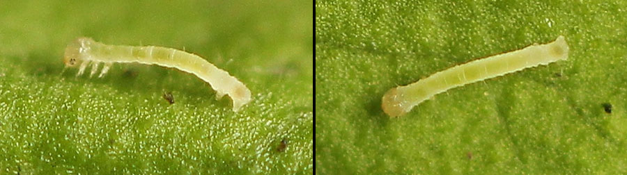 Anticollix sparsata (Treitschke, 1828)