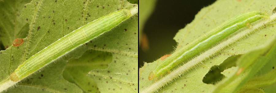 Anticollix sparsata (Treitschke, 1828)