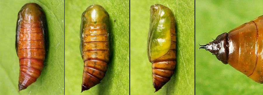 Anticollix sparsata (Treitschke, 1828)