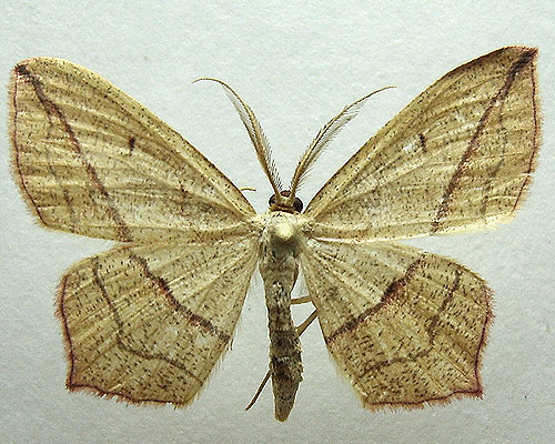 Timandra comae A. Schmidt, 1931 Пяденица щавелевая 