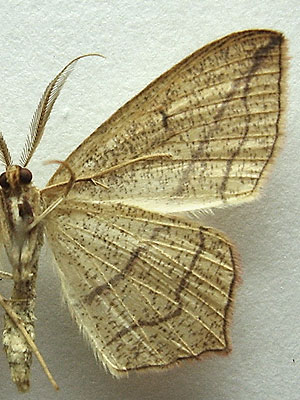Timandra comae A. Schmidt, 1931 Пяденица щавелевая 