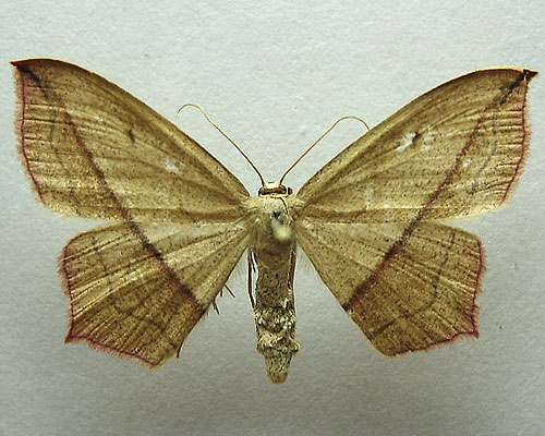 Timandra comae A. Schmidt, 1931 Пяденица щавелевая 
