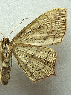Timandra comae A. Schmidt, 1931 Пяденица щавелевая 
