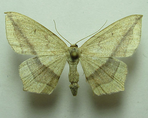 Timandra comae A. Schmidt, 1931 Пяденица щавелевая 
