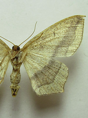 Timandra comae A. Schmidt, 1931 Пяденица щавелевая 