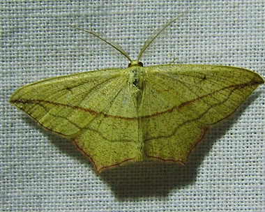 Timandra comae A. Schmidt, 1931 Пяденица щавелевая 