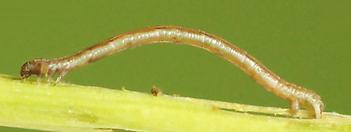 Scopula virgulata (Denis & Schiffermuller, 1775)
