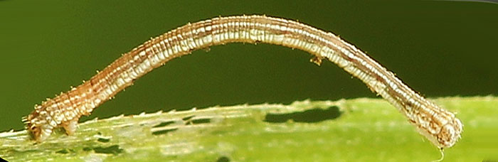 Scopula virgulata (Denis & Schiffermuller, 1775)