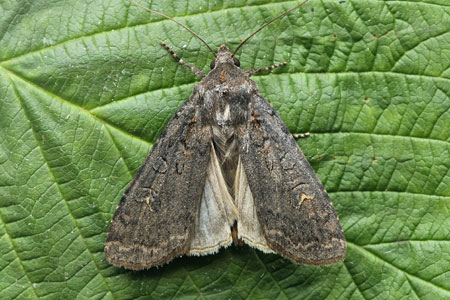 Euxoa ochrogaster (Guenée 1852) 