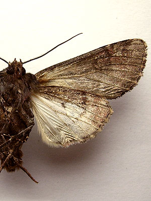 Mniotype adusta (Esper, 1790) Mniotype adusta (Esper, 1790)