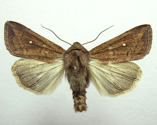 Mythimna albipuncta (Denis & Schiffermuller, 1775) 