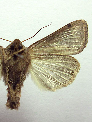 Mythimna albipuncta (Denis & Schiffermuller, 1775) 