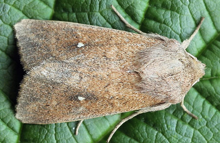 Mythimna albipuncta (Denis & Schiffermuller, 1775) 