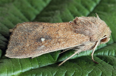 Mythimna albipuncta (Denis & Schiffermuller, 1775) 
