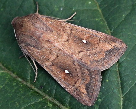 Mythimna albipuncta (Denis & Schiffermuller, 1775) 
