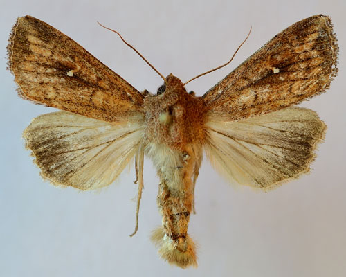 Mythimna albipuncta (Denis & Schiffermuller, 1775) 