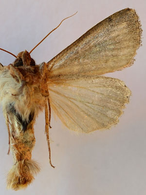Mythimna albipuncta (Denis & Schiffermuller, 1775) 